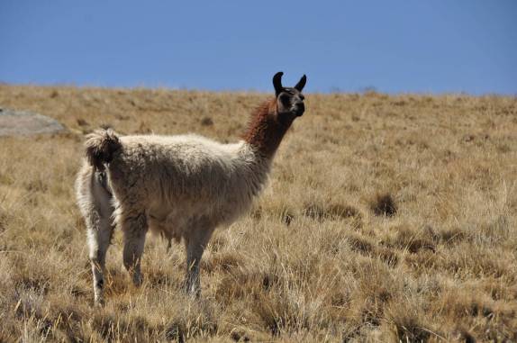 Lhamas pastoreiam na região do Chacaltaya, na Bolívia